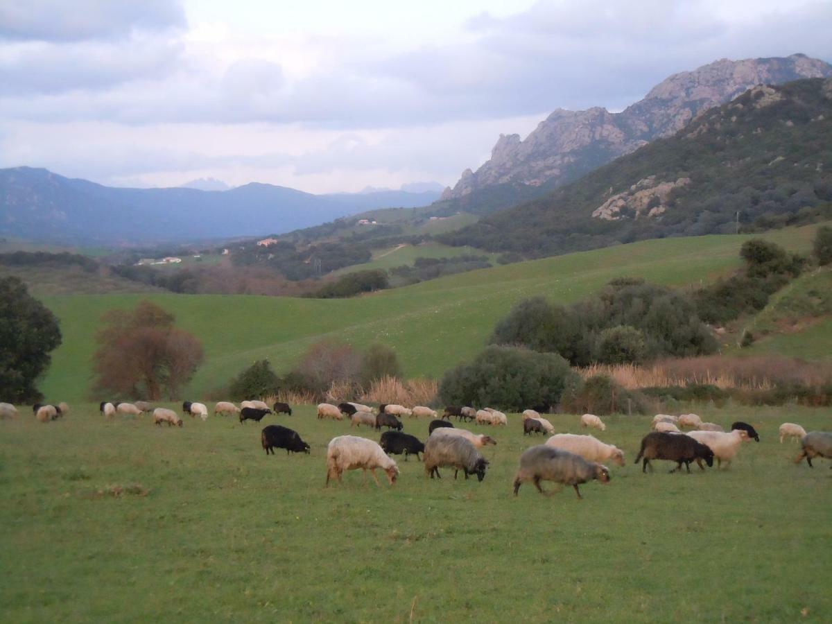 Maison De Campagne Sarragia Εξωτερικό φωτογραφία